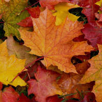 Sven Charles Lindstrøm